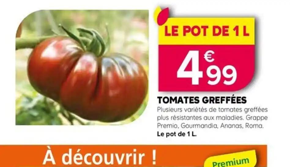 TOMATES GREFFÉES