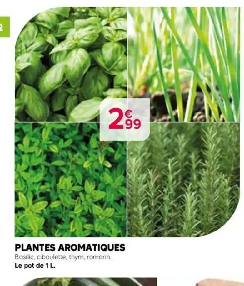 PLANTES AROMATIQUES