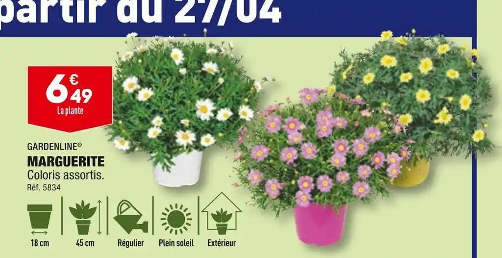 GARDENLINE MARGUERITE