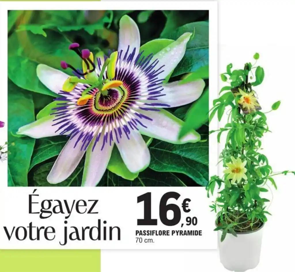 PASSIFLORE PYRAMIDE