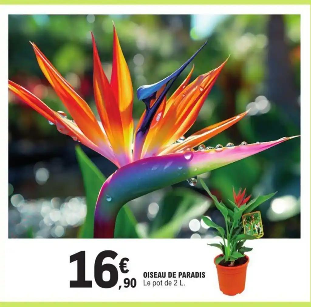 OISEAU DE PARADIS