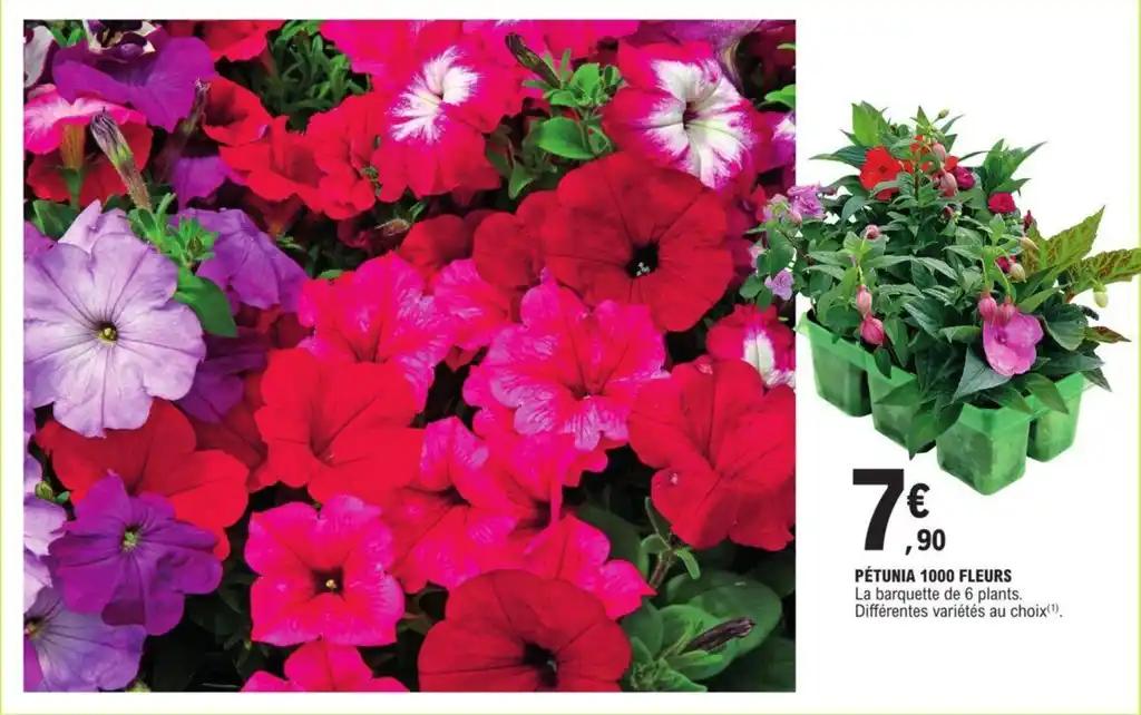 PÉTUNIA 1000 FLEURS