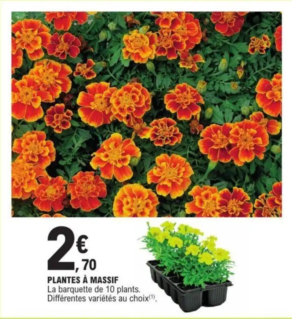 PLANTES À MASSIF
