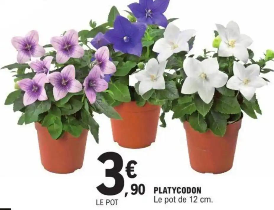 PLATYCODON