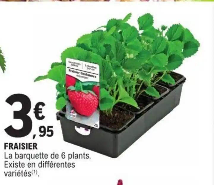 FRAISIER