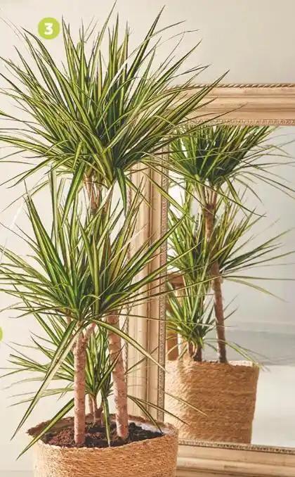 Dracaena “Colorama”