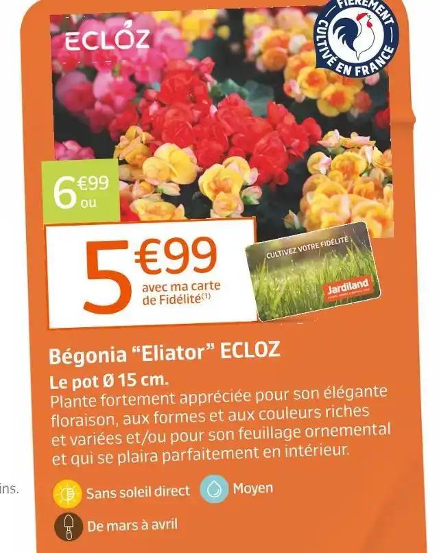 ECLOZ Bégonia “Eliator”