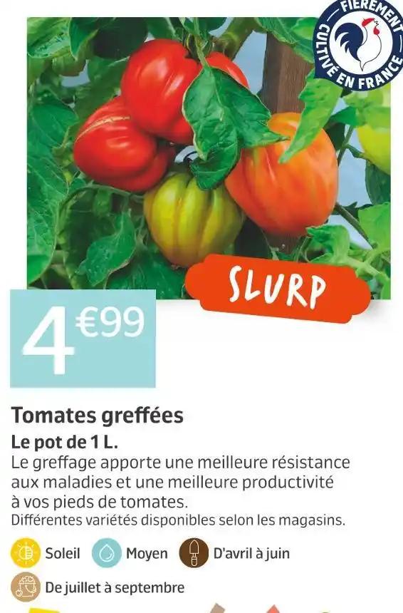 Tomates greffées