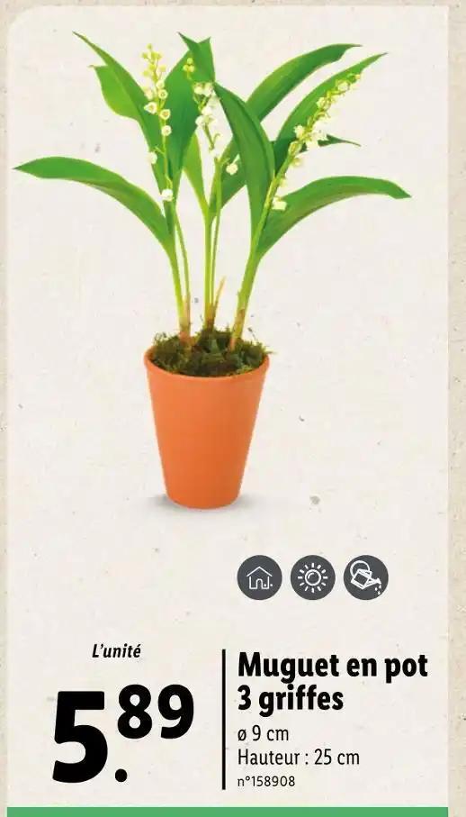 Muguet en pot
