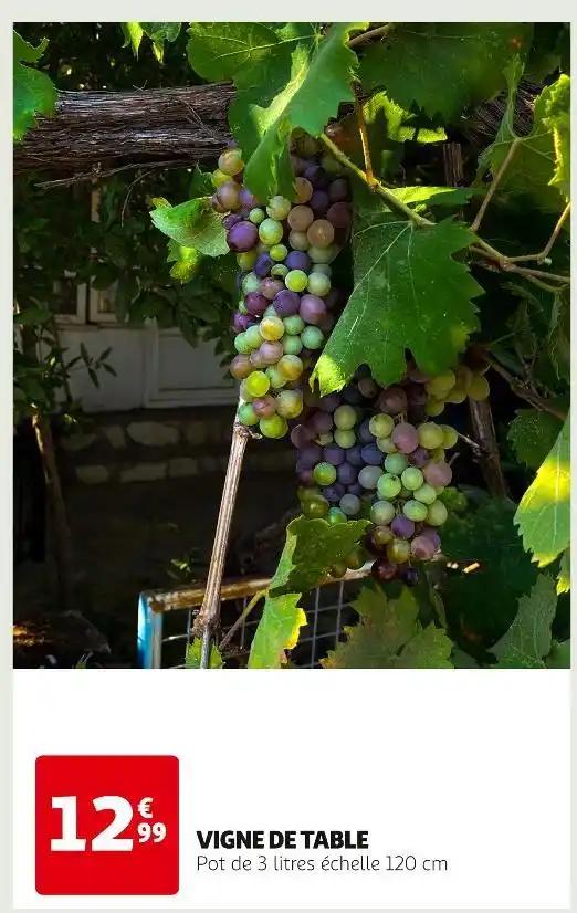 VIGNE DE TABLE