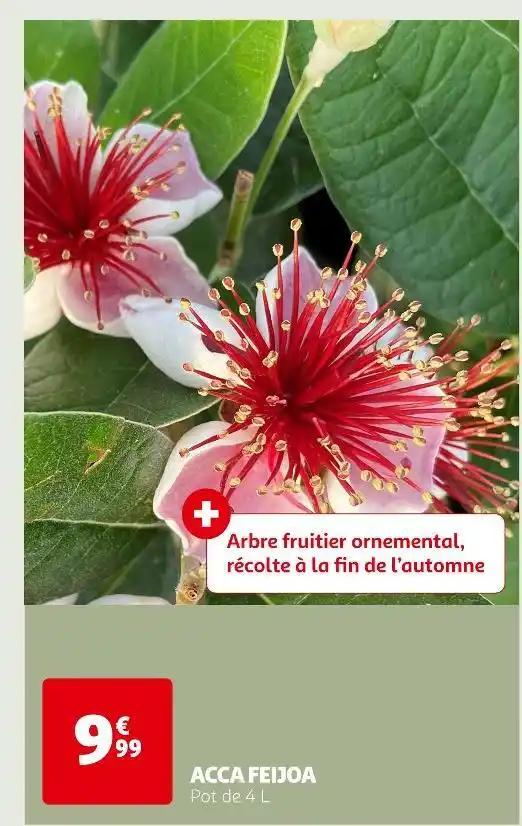 ACCA FEIJOA