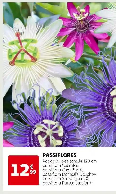 PASSIFLORES