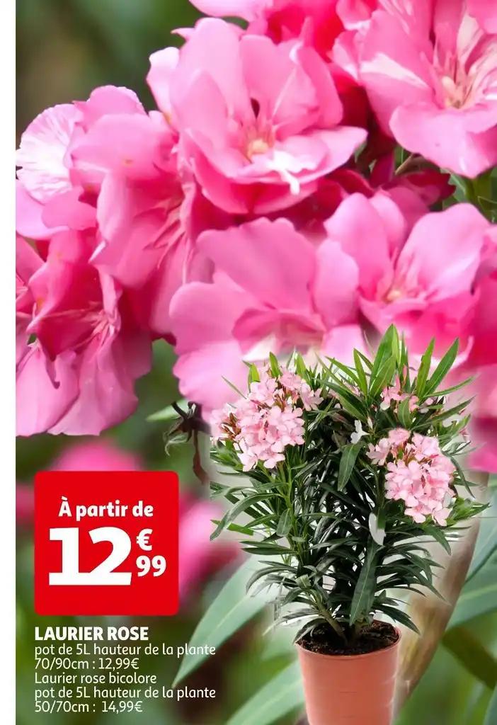 LAURIER ROSE