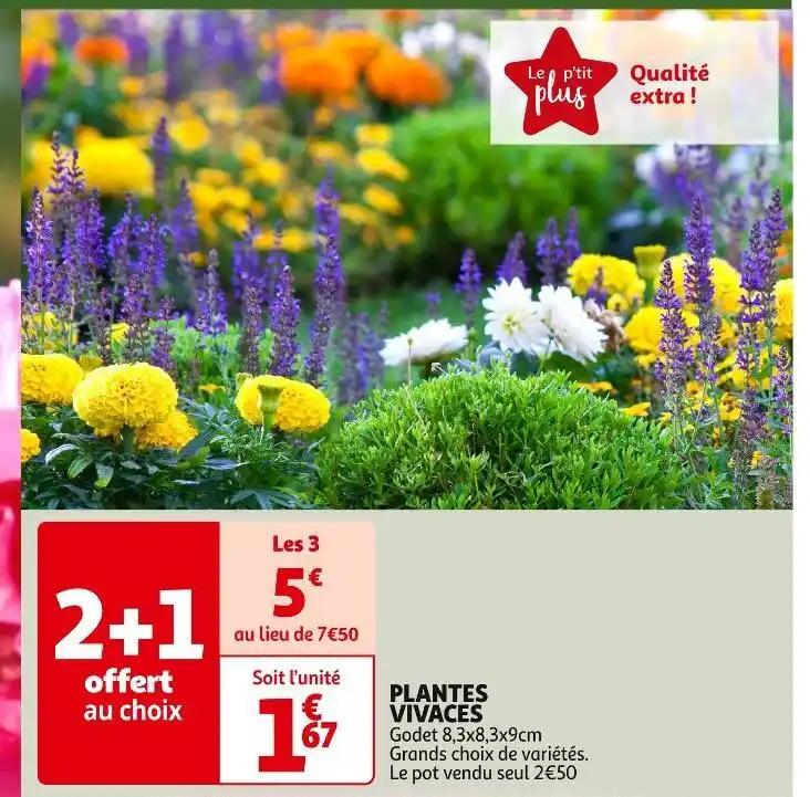 PLANTES VIVACES