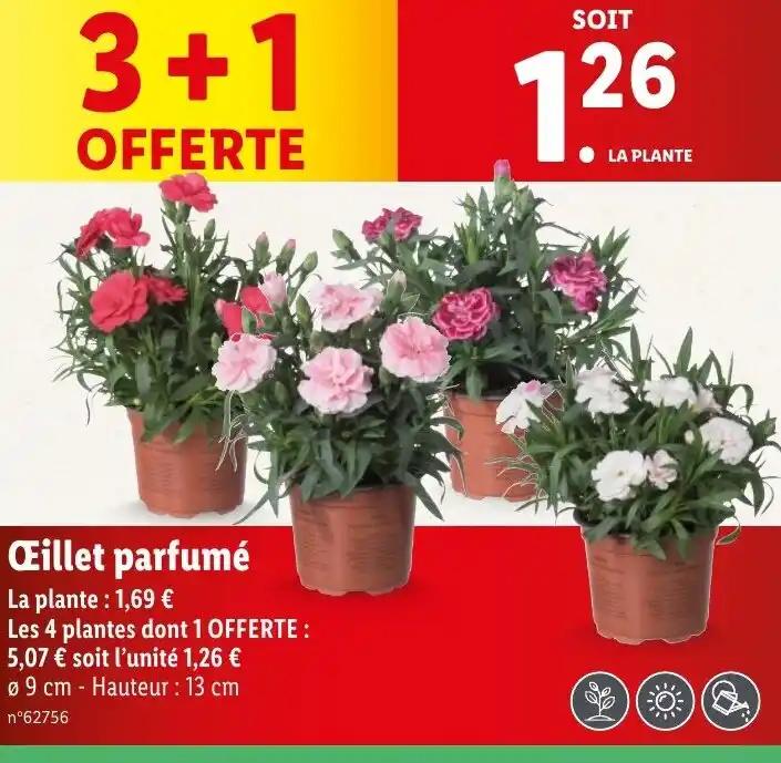Œillet parfumé