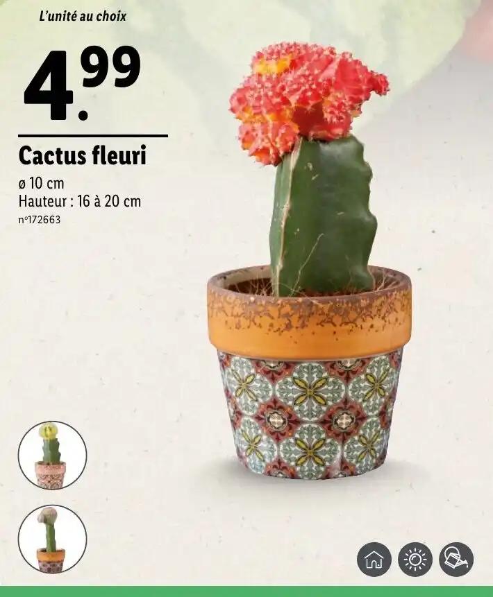 Cactus fleuri