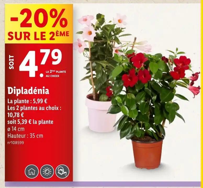 Dipladenia