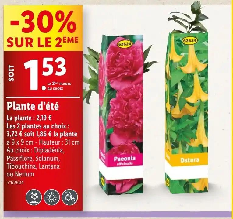 Plante d'été