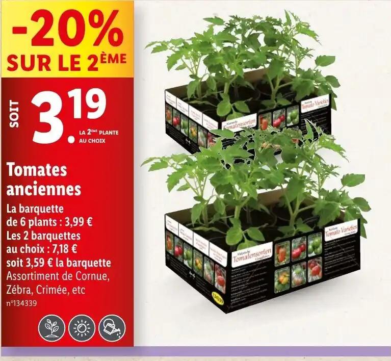 Tomates anciennes