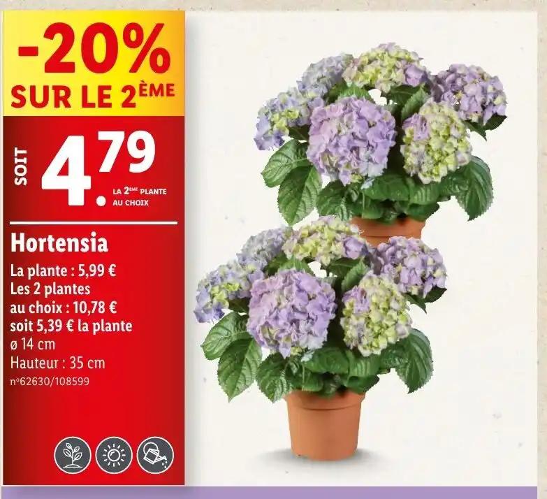 Hortensia