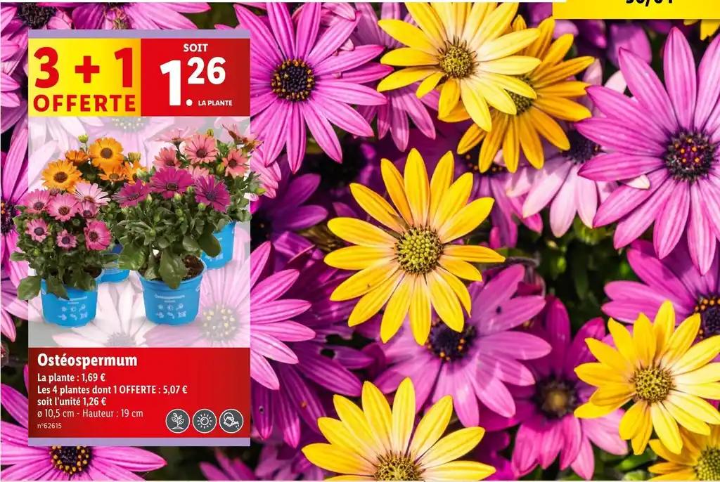 Ostéospermum