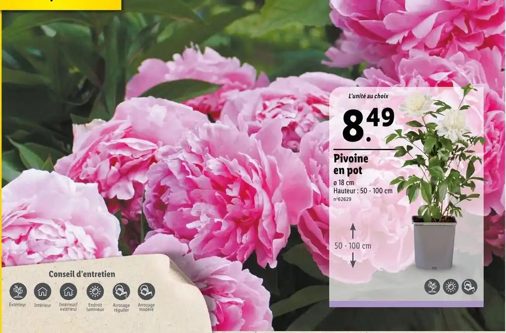 Pivoine en pot