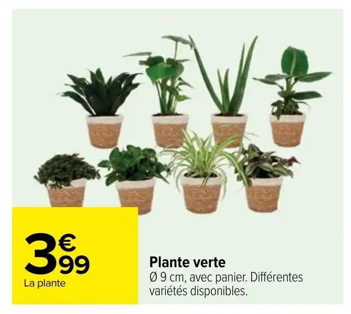 Plante verte 09 cm, avec panier. Différentes variétés disponibles.