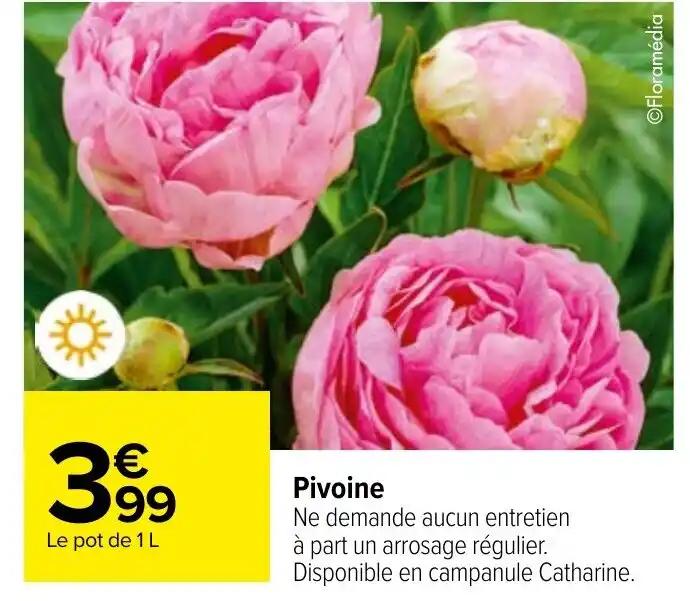 Pivoine