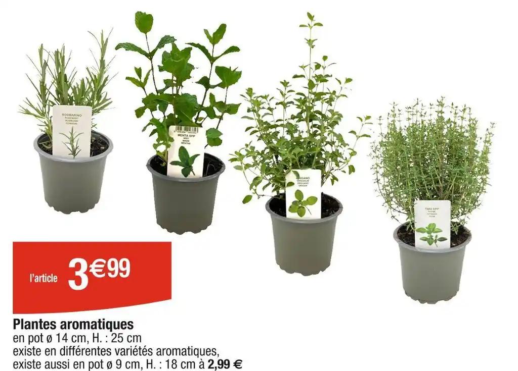 Plantes aromatiques