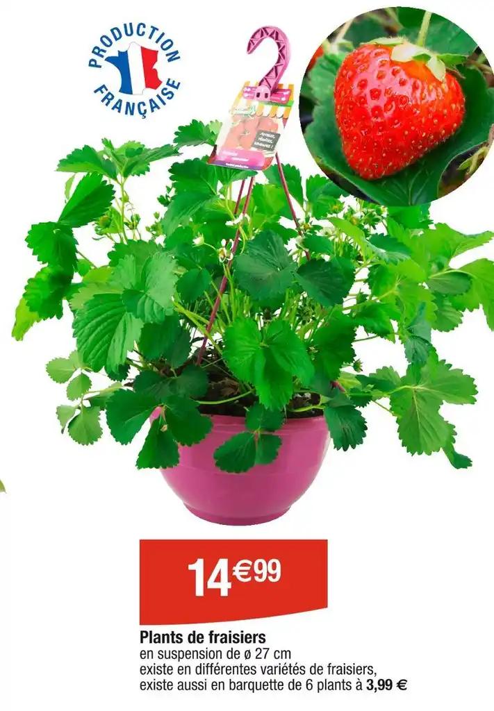 Plants de fraisiers