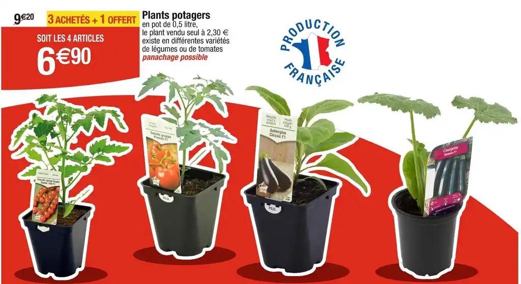 Plants potagers