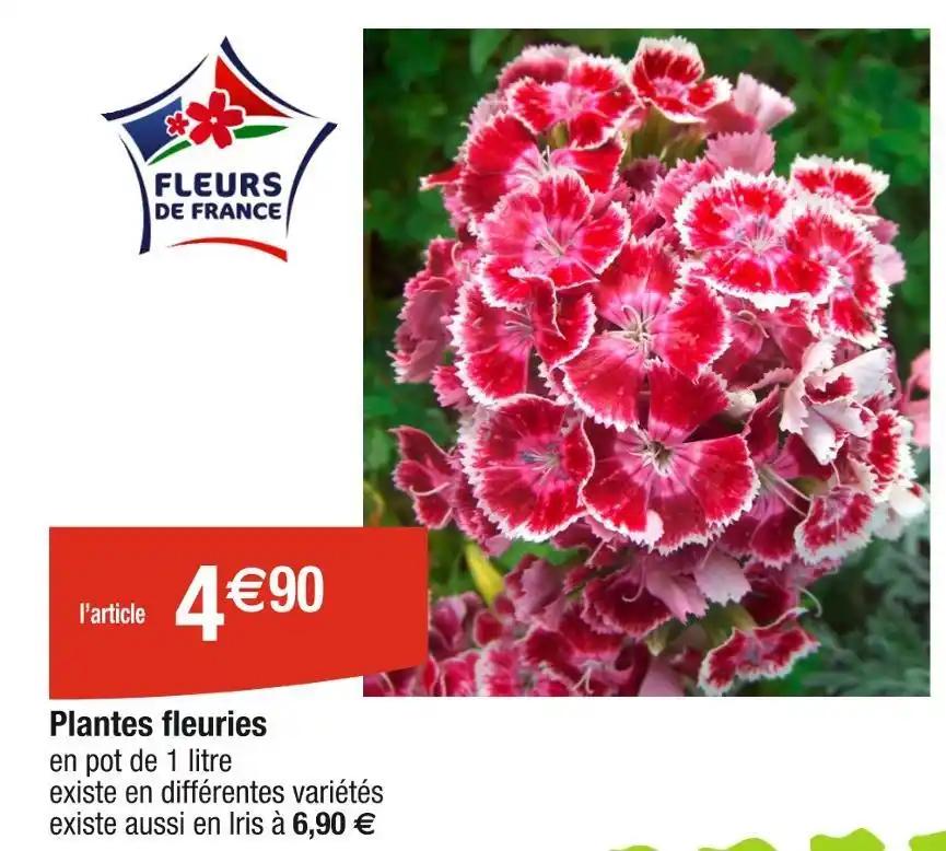 Plantes fleuries