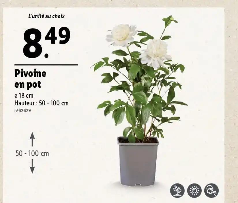 Pivoine en pot