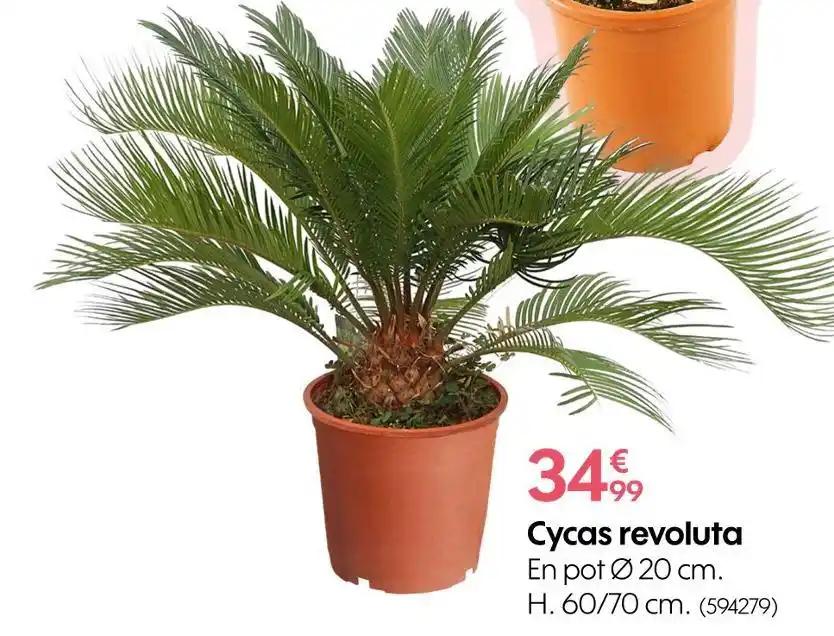 Cycas revoluta