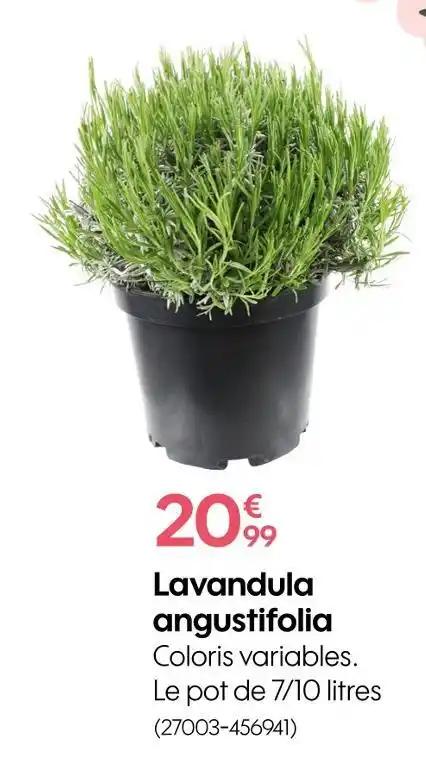 Lavandula angustifolia