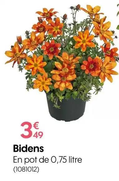 Bidens