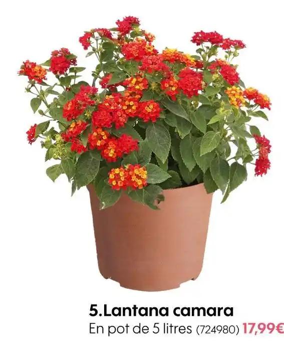 Lantana camara