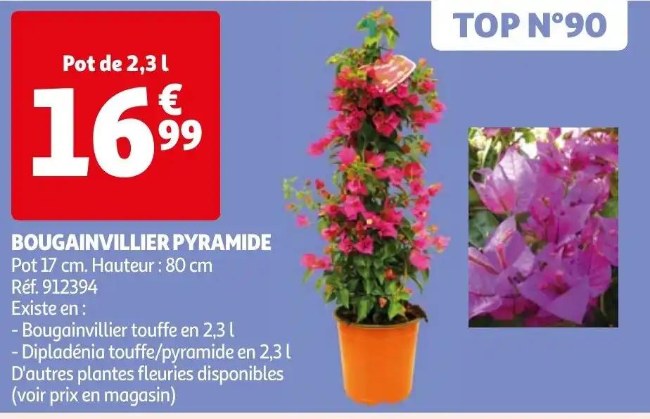 BOUGAINVILLIER PYRAMIDE