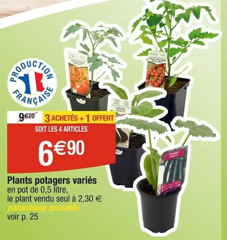 Plants potagers variés