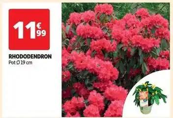 Rhododendron
