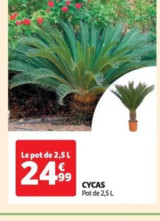CYCAS Pot de 2,5 L