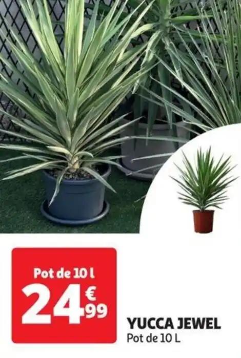 YUCCA JEWEL Pot de 10 L