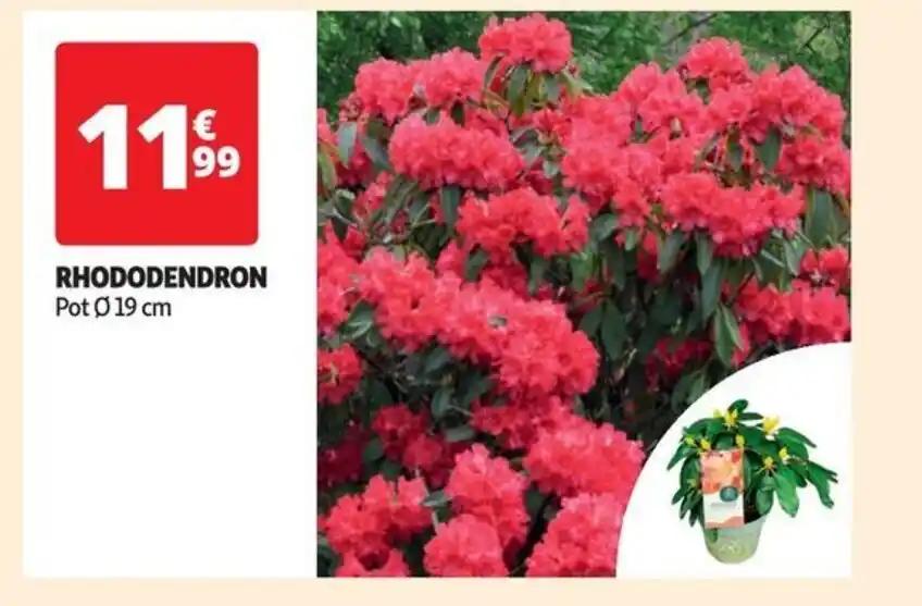 RHODODENDRON Pot 0 19 cm