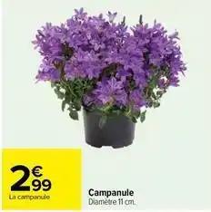 Campanule