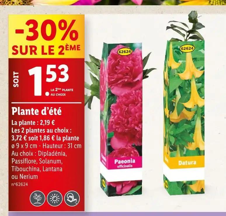 Plante d’été