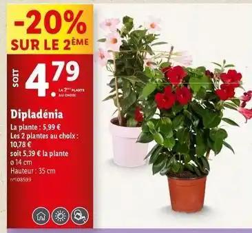 Dipladénia