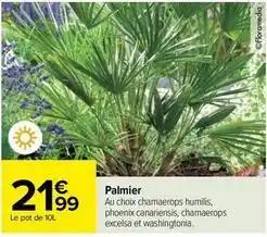 Palmier