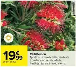 Callistemon