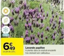 Lavande papillon