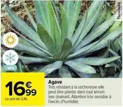 Agave